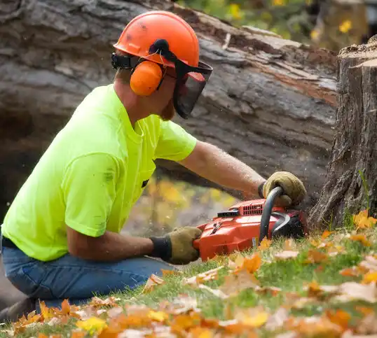 tree services Vineyard Haven